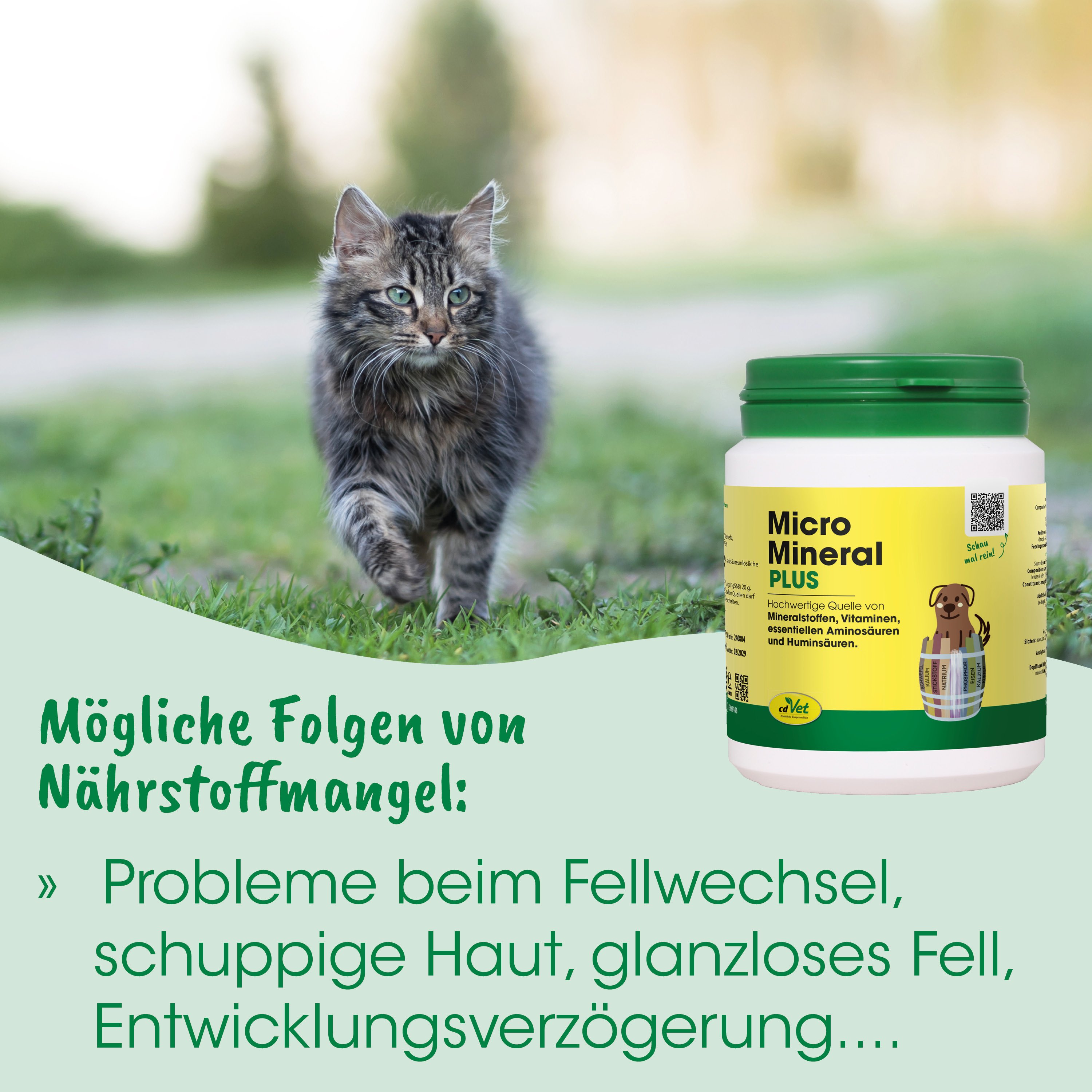 Katze,  Haustier,  Katze grau,  Fellmustering,  Nahrungsergänzungslike?