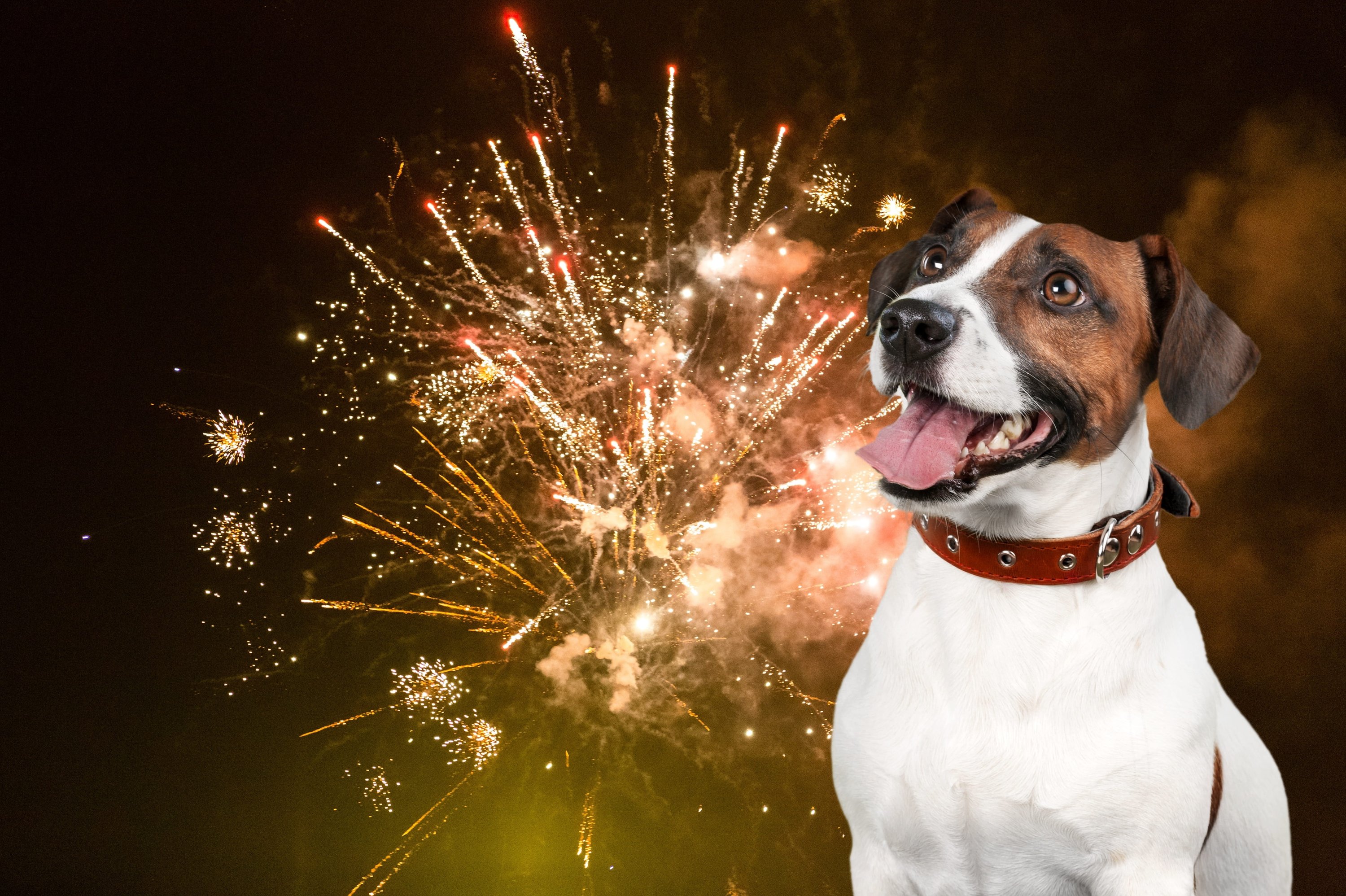 Photographie, Portrait, Hund, Welpe