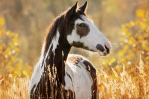 Tier, Colt Horse, Pferd, Säugetier