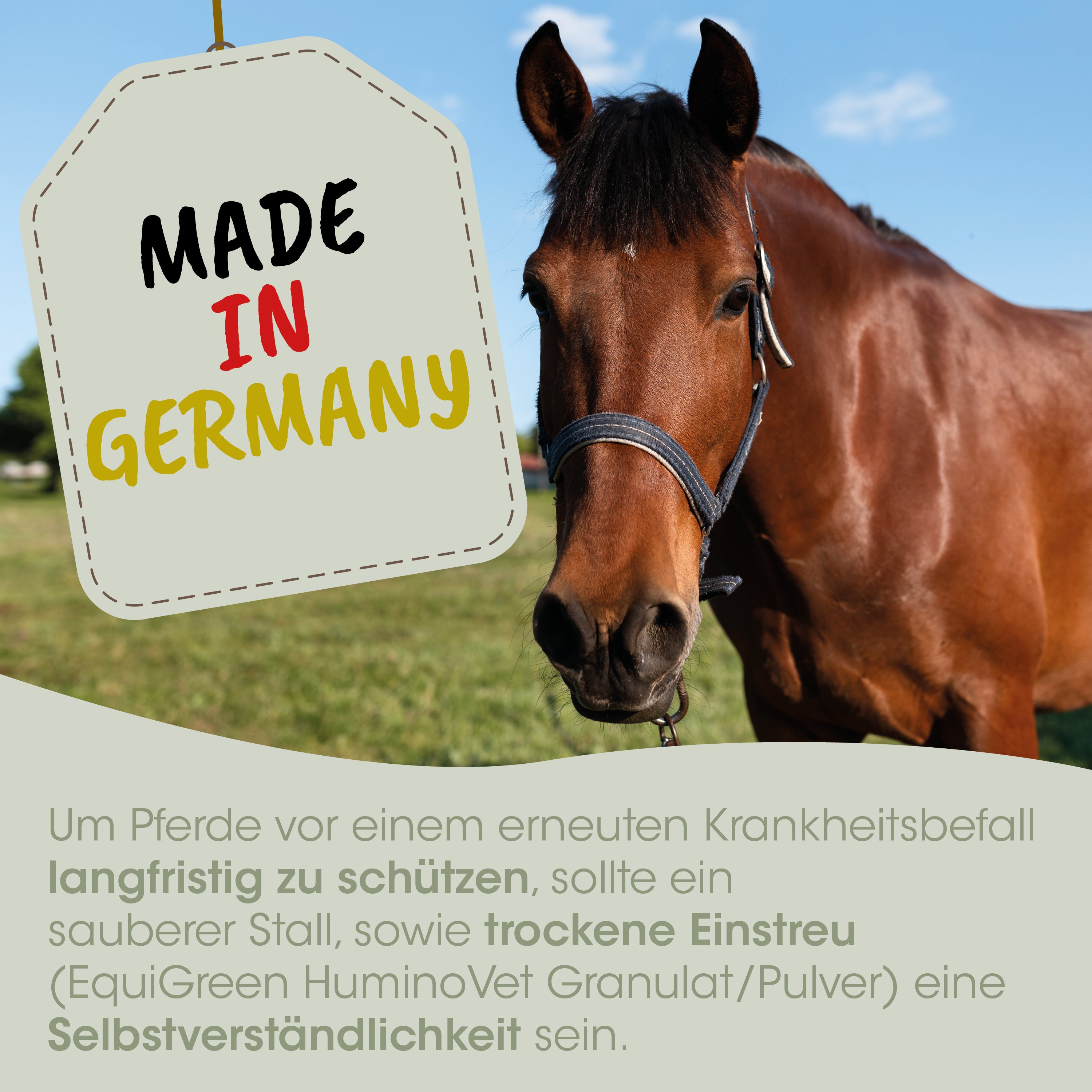 Pferd, Halter, Brunfarbig, Hufe, Stall