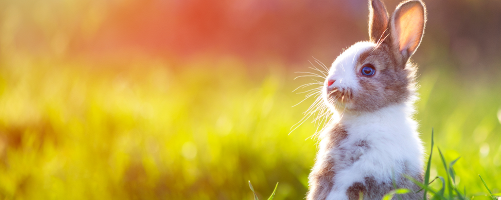 Tier, Säugetier, Hase