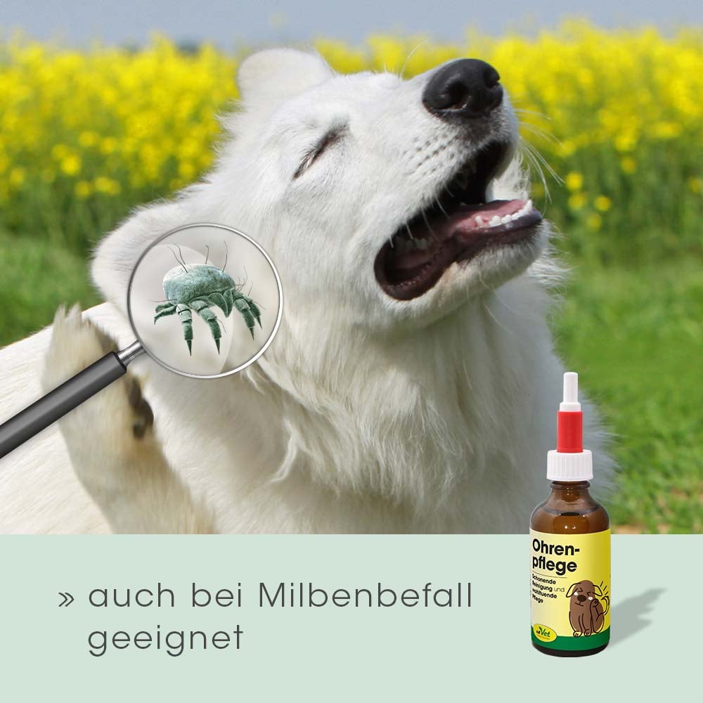 Tier, Hund, Säugetier, Haustier