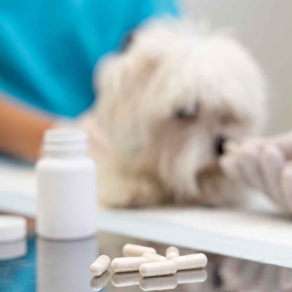 pillen, tablette, nahrungsergänzung, medikament, tiermedizin