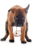 Boxer, Haustier, Welpe, Känguru, Schnauze