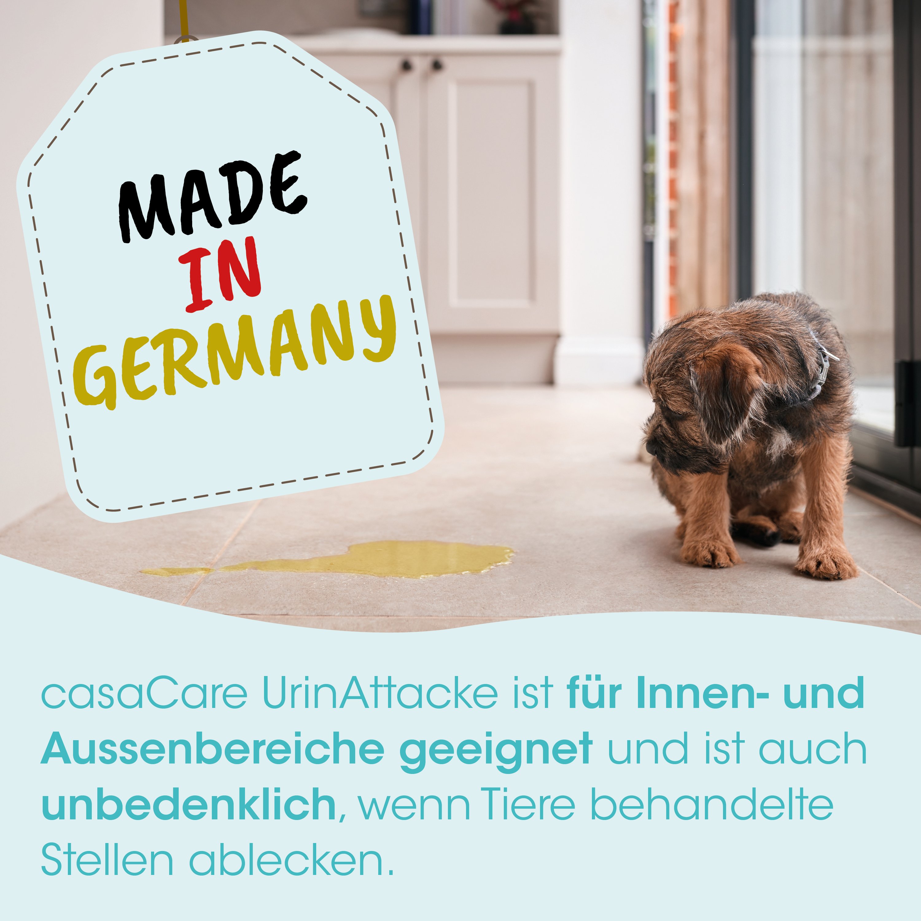 Hund, Tierprodukt, Kleiner Hund, Hündchen, Haustierpflege