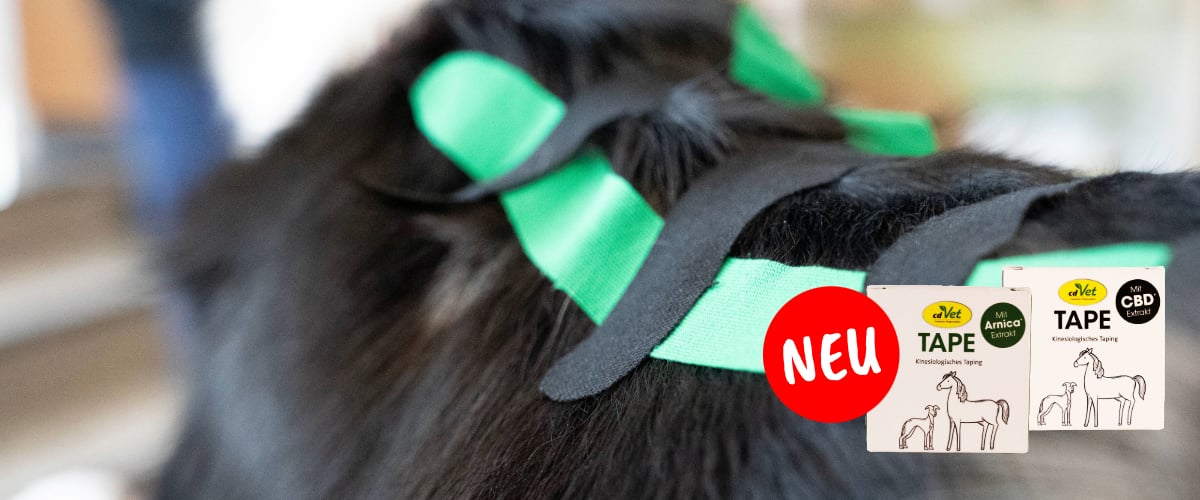 Hund, Säugetier, Haustier, Vieh, Rinder