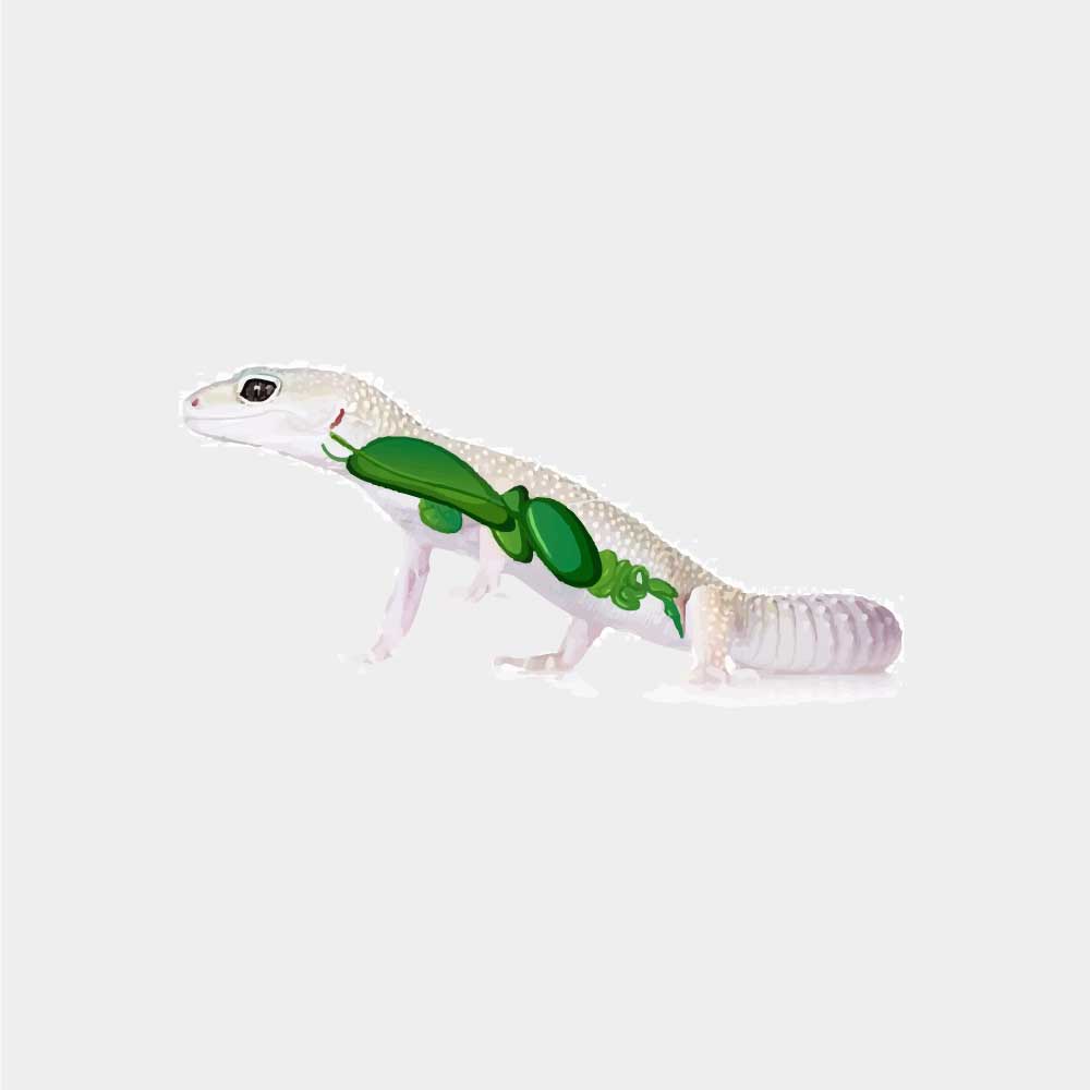 Tier, Gecko, Echse, Reptil