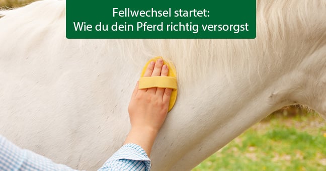 Blogbeitrag_Fellwechsel_(1) Person