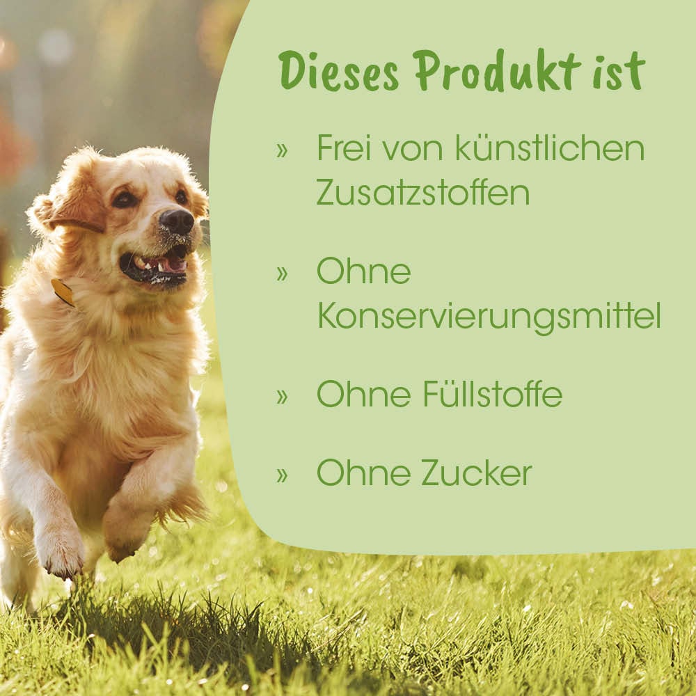 Hund, Golden Retriever, Laufender Hund, Tierhaar?, Outdoor