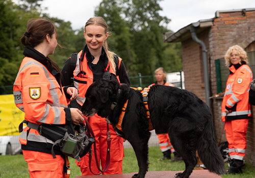Bekleidung, Weste, Rettungsweste, Person, Hund