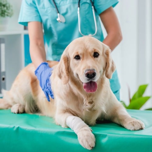 Hund, Säugetier, Haustier, Doktor, Person