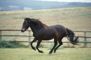 Andalusisches Pferd, Pferd, Säugetier, Colt Horse, Hengst