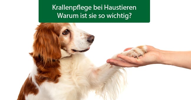 Blogbeitrag_Krallenpflege Hund, Säugetier, Haustier, Baby, Person