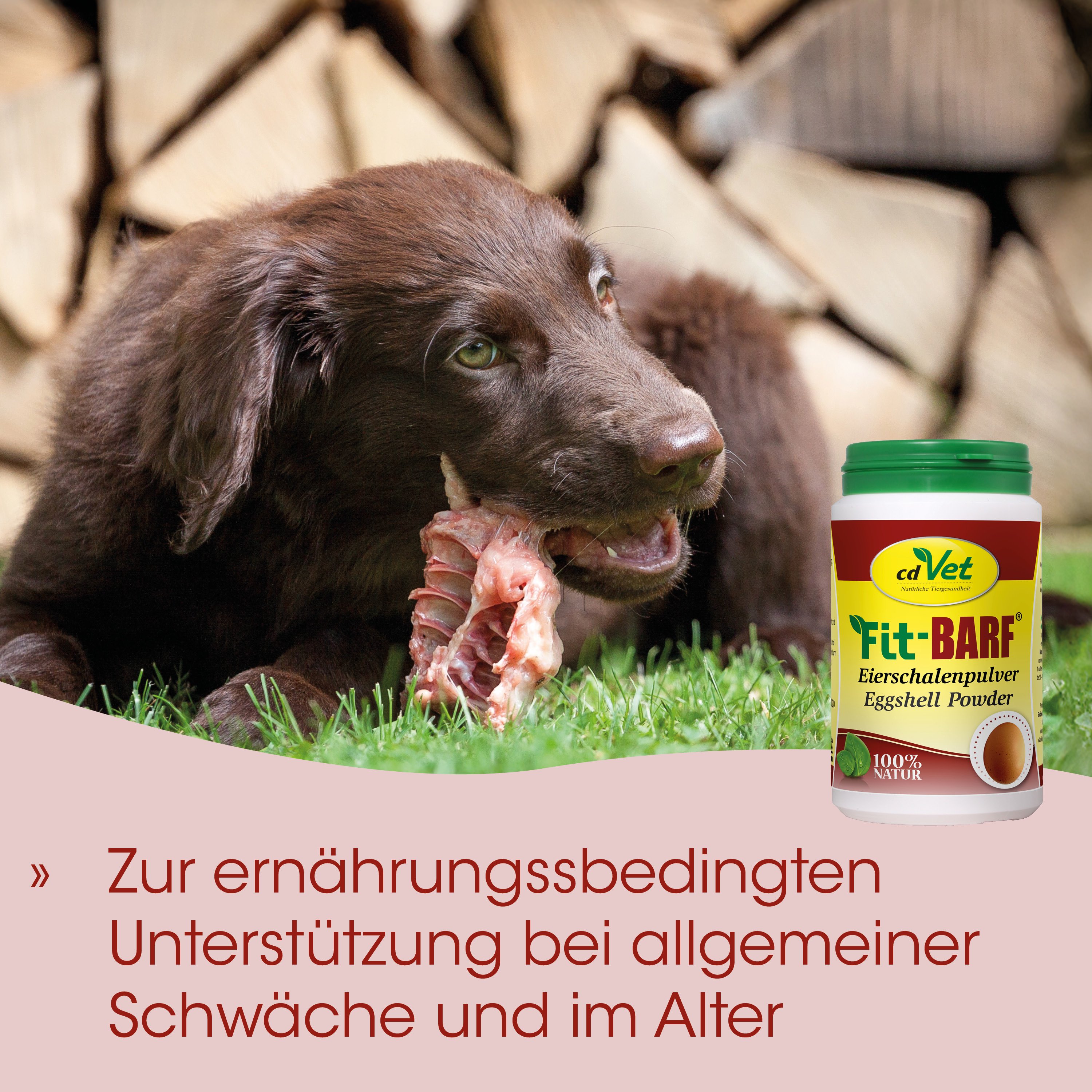 Hund, Welpe, Knochen, Eierschalenpulver, Tierergänzung