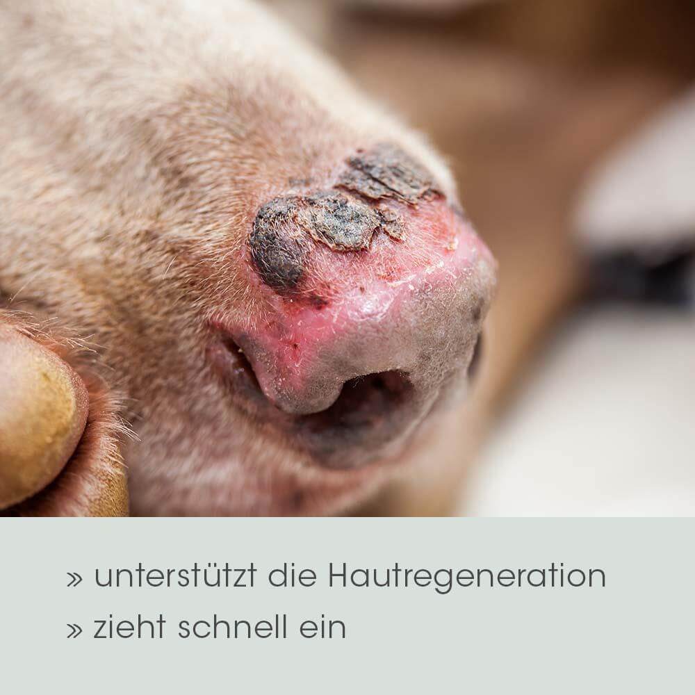 Schnauze, Verletzung, Person, Haut