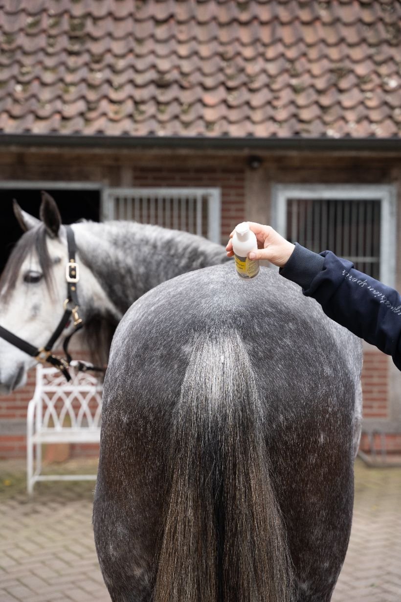 Pferd, Graues Fell, Schweif, Ausbürsten, Sprühflasche