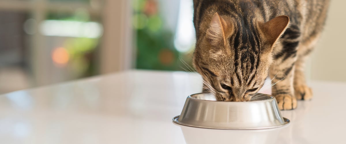 Schale, Tier, Katze, Haustier, Kätzchen