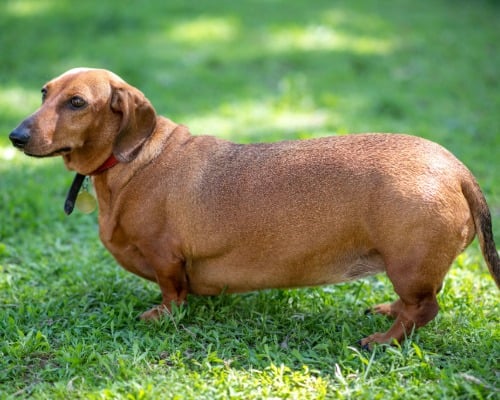 Hund, Dackel, kurzhaarig, braun, Halsband