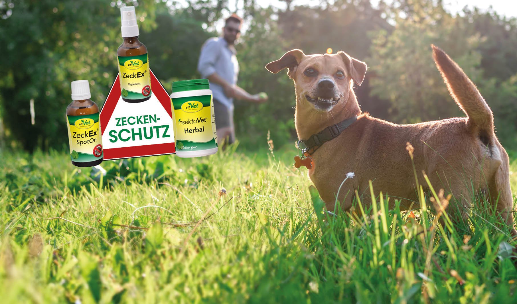 Gras, Vegetation, Hund, Feld, Park