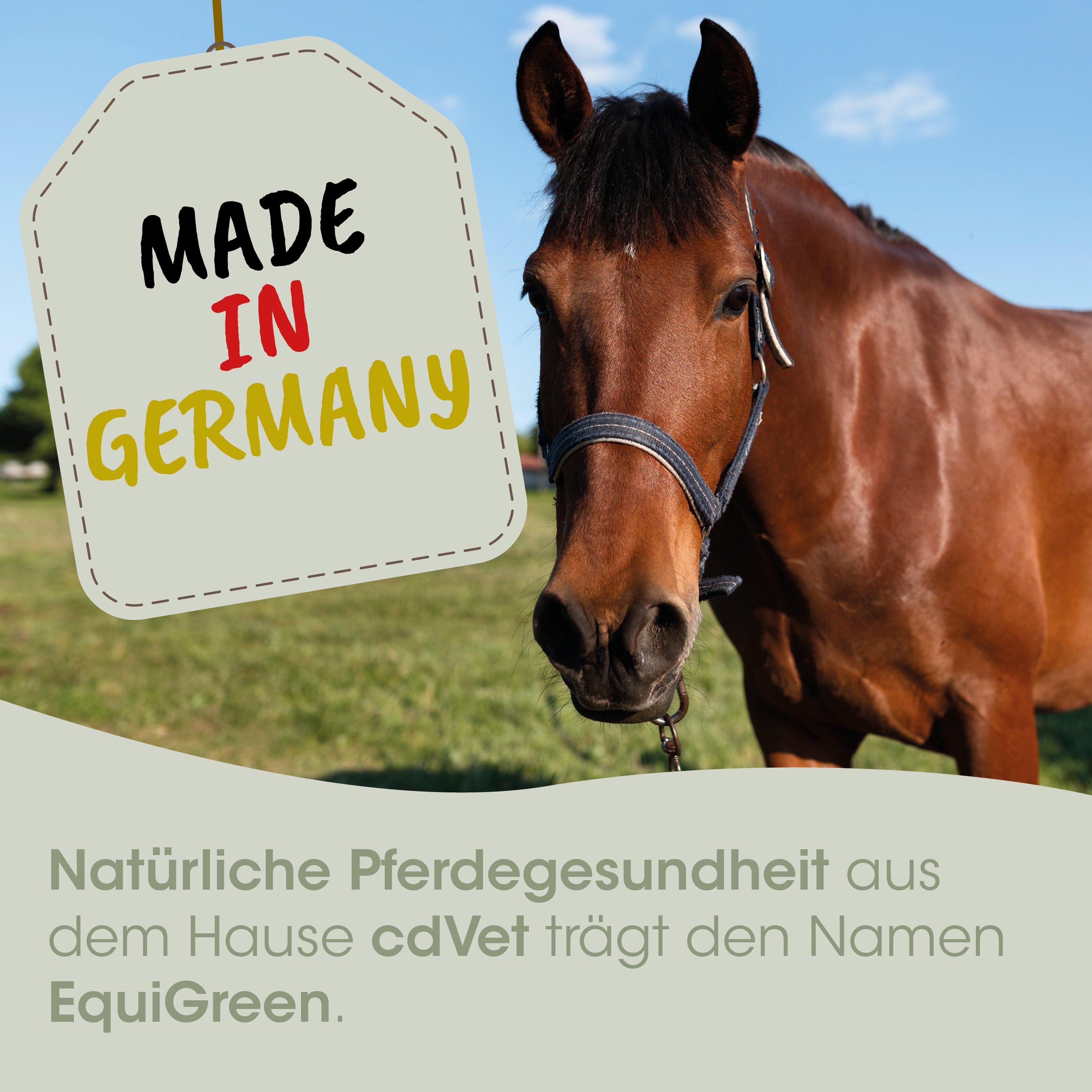 Pferd, Halfter, braun, einfarbig, Aufkleber