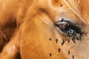 Tier, Colt Horse, Pferd, Säugetier, Person
