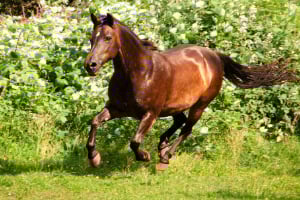 Tier, Colt Horse, Pferd, Säugetier