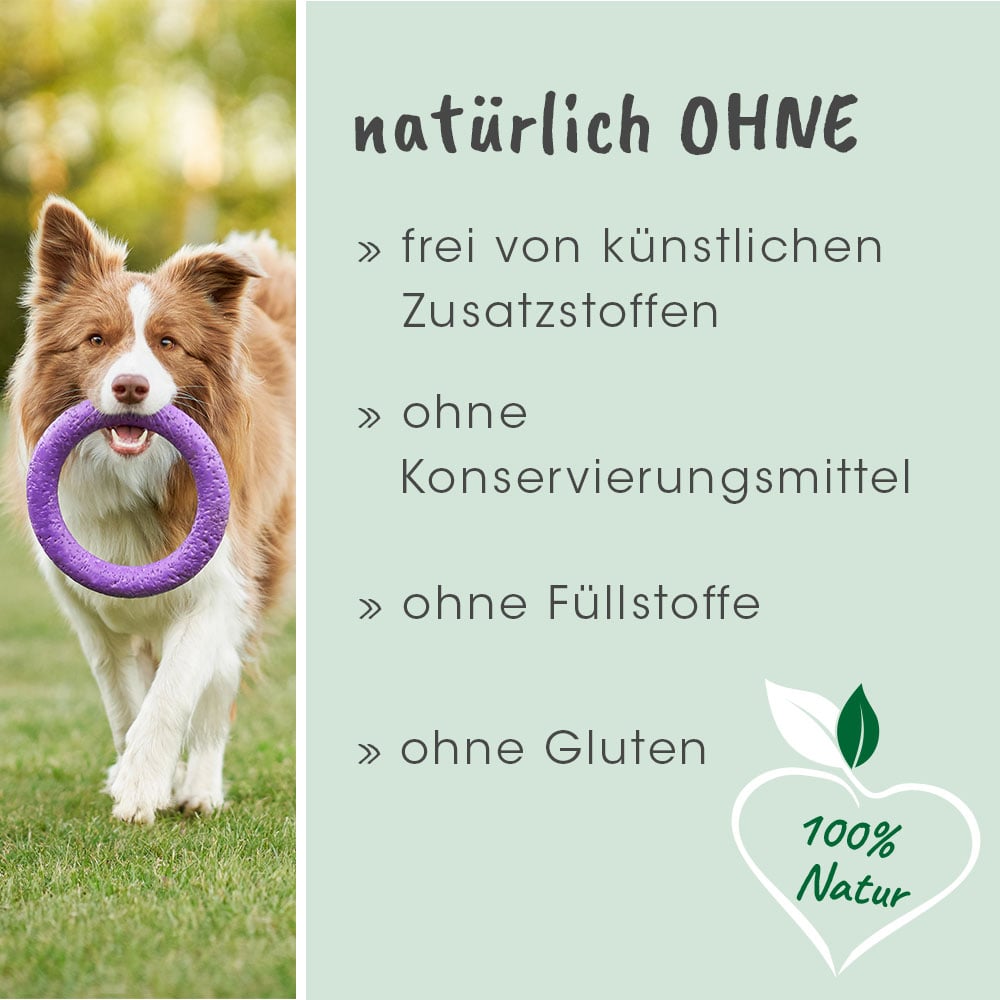 Tier, Hund, Säugetier, Haustier