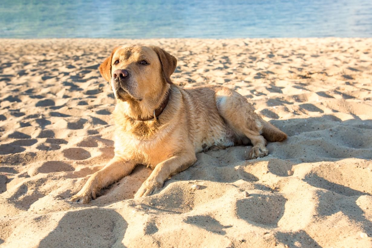Strand, Draußen, Meer, Hund, Welpe