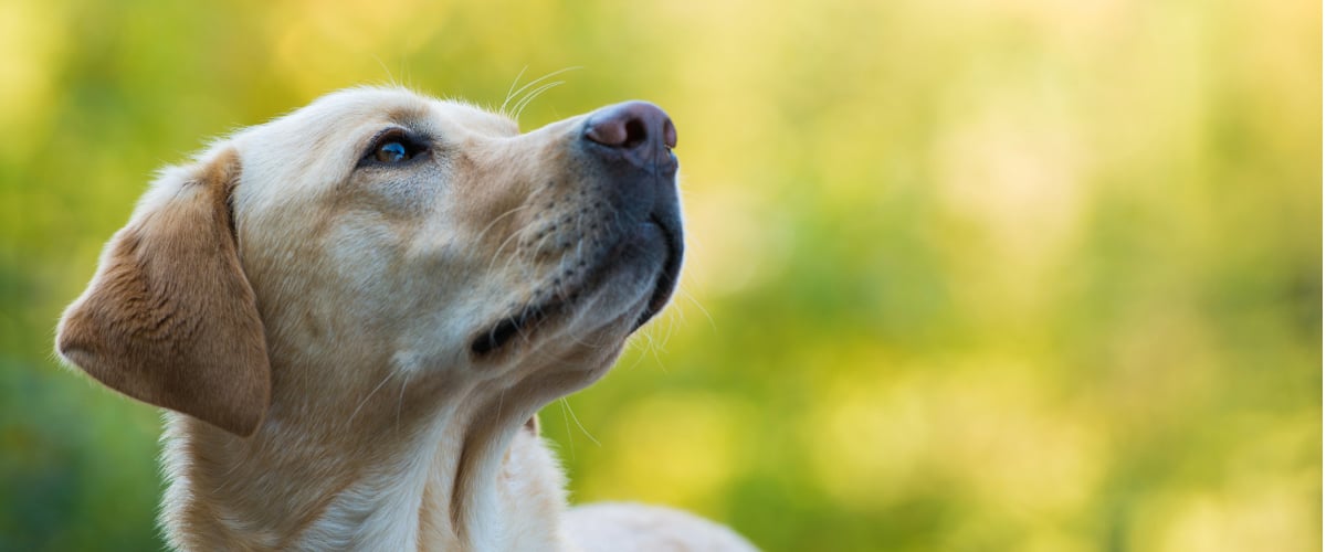 Hund, Labrador Retriever, Haustier, Welpe