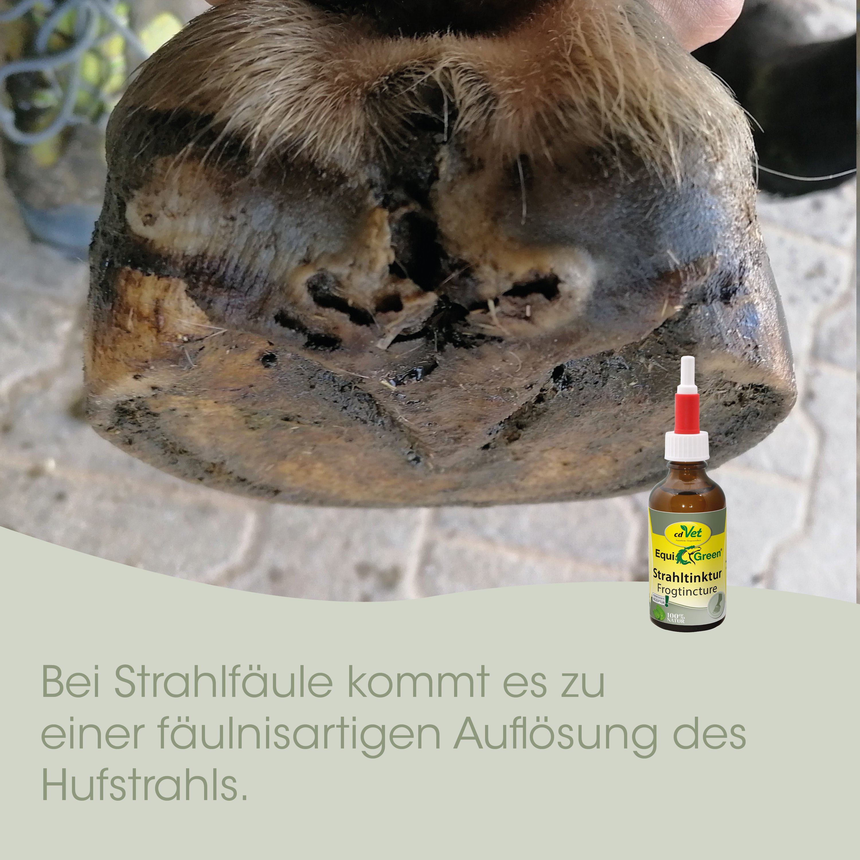 Pferdehuf, Hufreparatur, Hufbearbeitung, Hufpflege, Hufzubehor