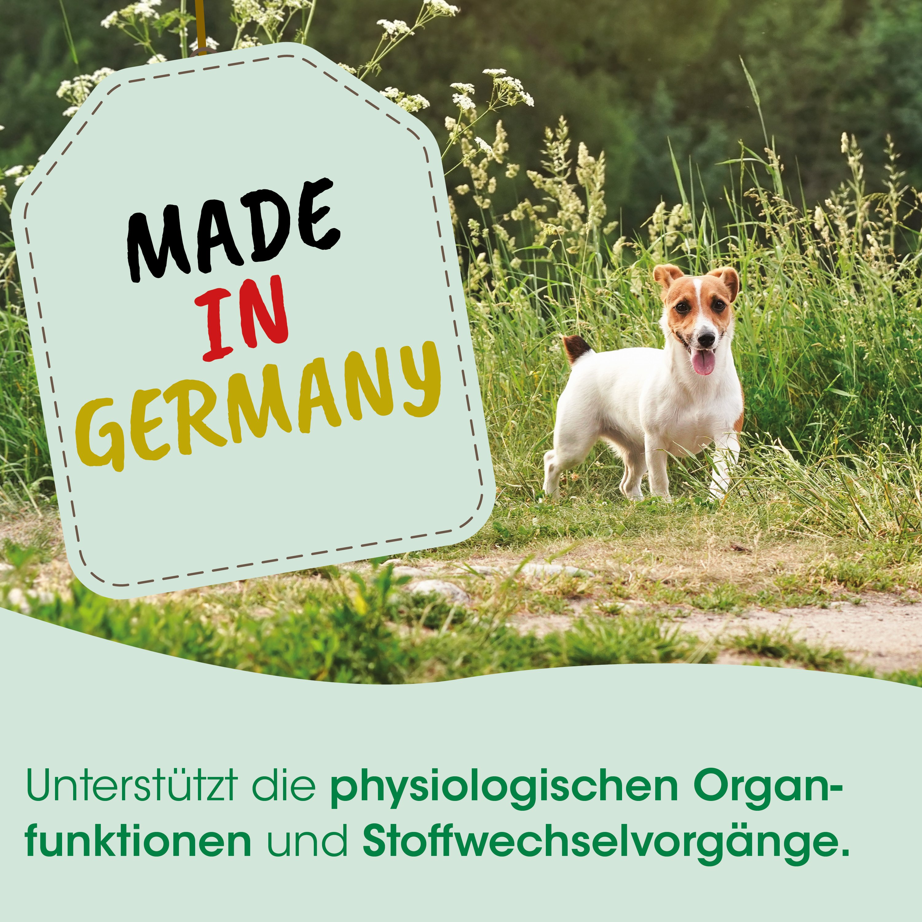 Hund, Jack-Russell-Terrier, weißbraun, im Freien, Made in Germany