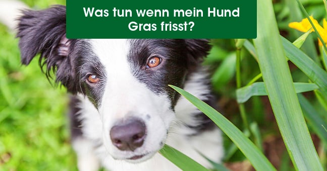 Tier, Hund, Säugetier, Haustier