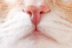 Schnauze, Tier, Katze, Säugetier, Haustier