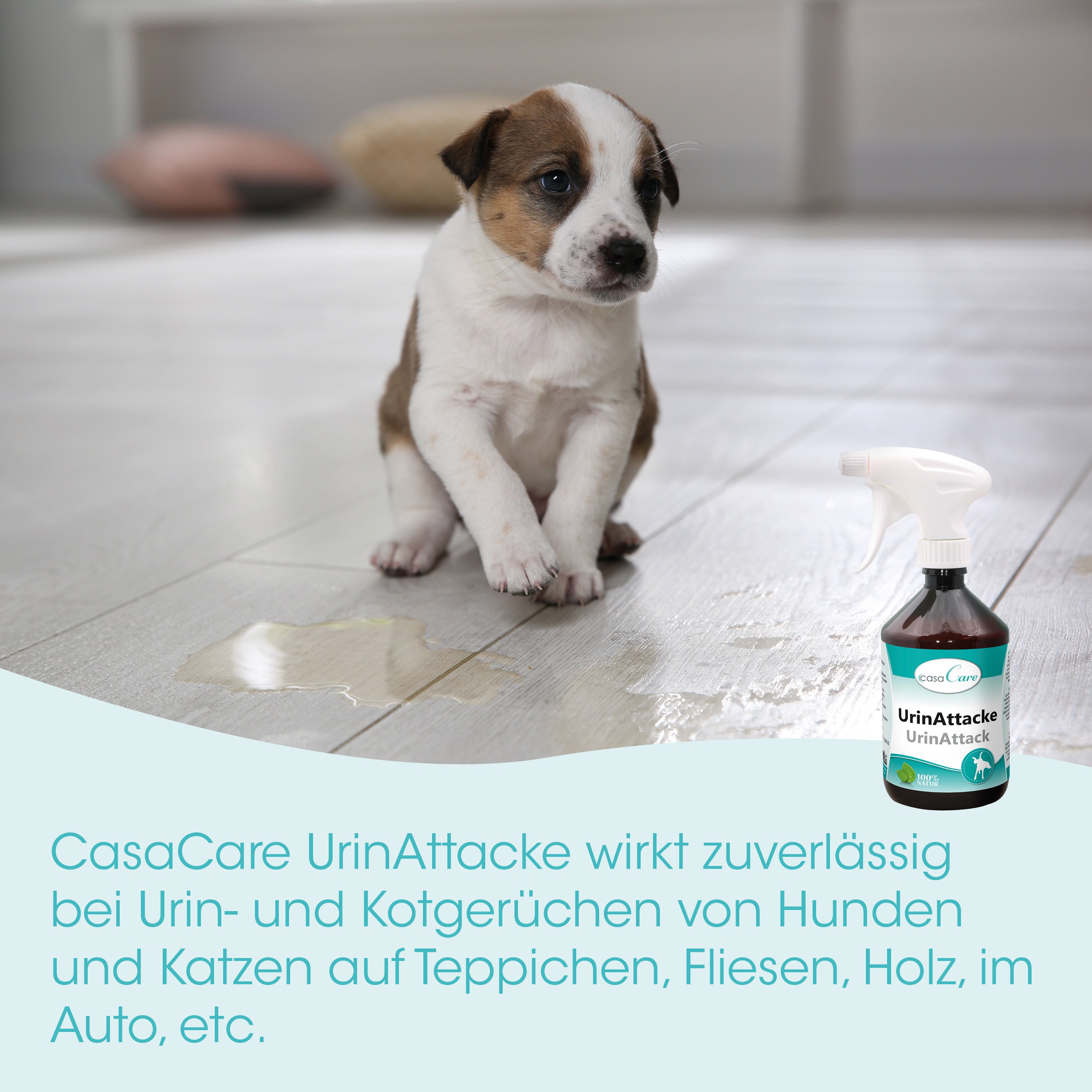  Puppy, dog, spot, brown-white, spray bottle, toddler?