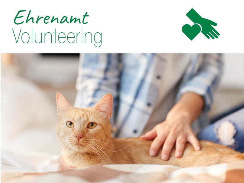 Tier, Katze, Säugetier, Haustier