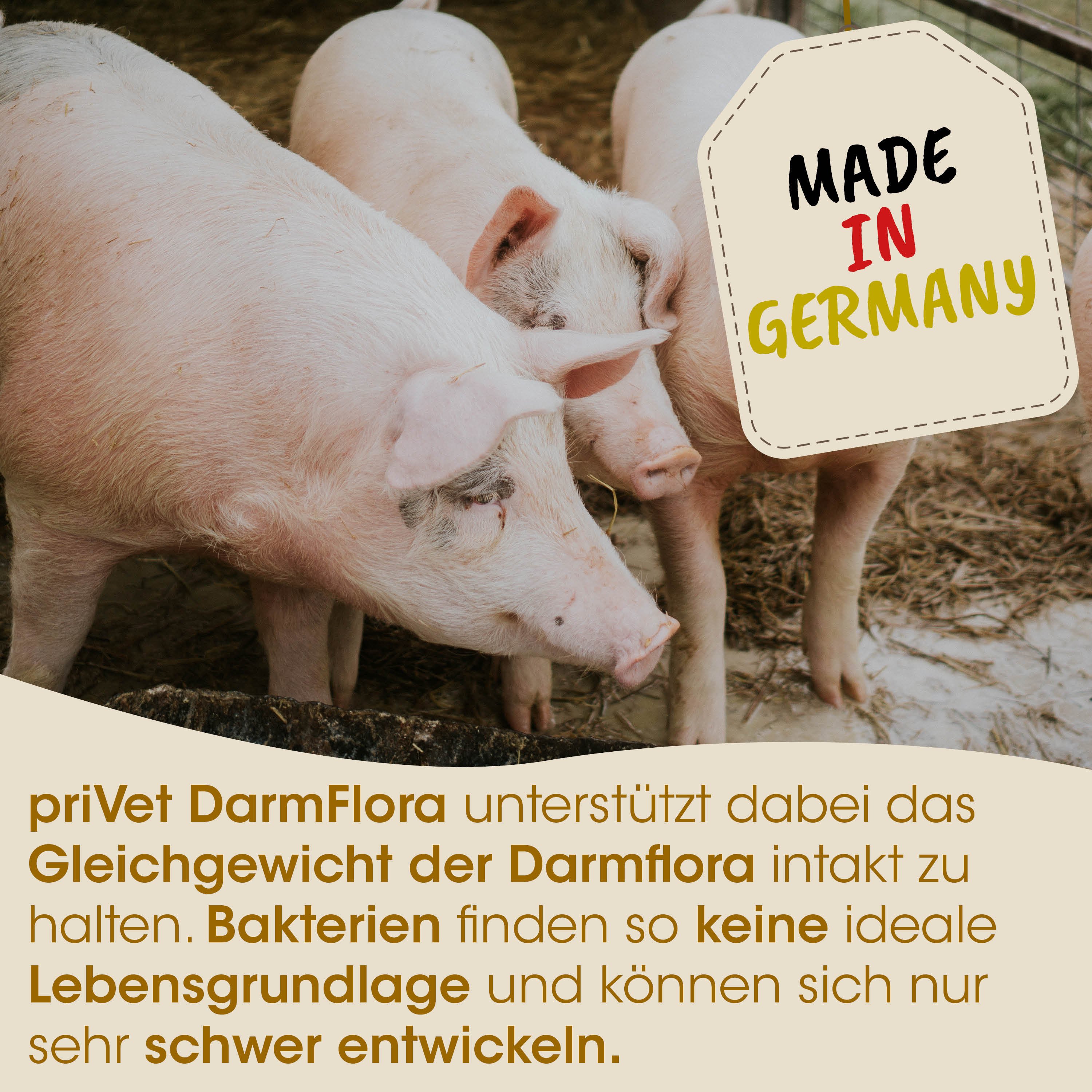 Schwein, Schweine, Schweinestall, Made in Germany, Tierhaltung