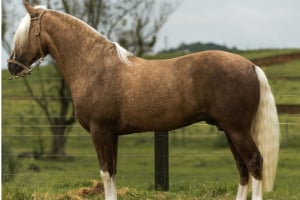 Tier, Colt Horse, Pferd, Säugetier, Hengst