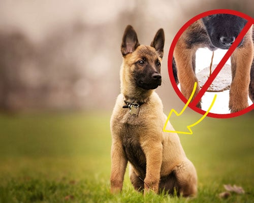 Hund, Säugetier, Haustier, Deutscher Schäferhund, Tier, Hund, Säugetier, Haustier