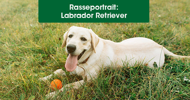 Hund, Labrador Retriever, Säugetier, Haustier