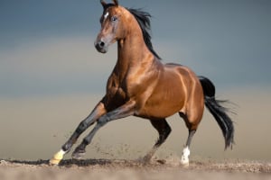 Tier, Säugetier, Pferd, Hengst, Colt Horse