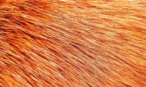 Bekleidung, Pelz, Textur