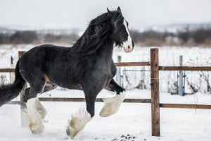 Andalusisches Pferd, Tier, Pferd, Säugetier, Colt Horse, Andalusisches Pferd, Tier, Pferd, Säugetier, Colt Horse