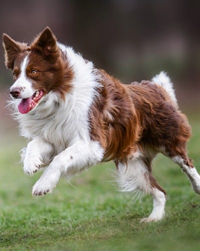 Tier, Hund, Säugetier, Haustier