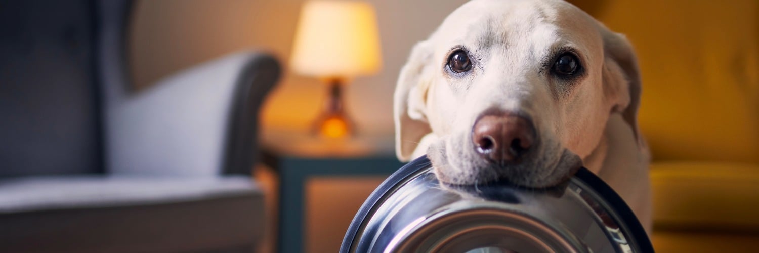 Hund, Hunde-Napf, Tiernapf, Hundehaus, Haustier