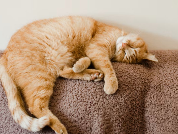 Person, Schlafend, Katze, Haustier, Kätzchen