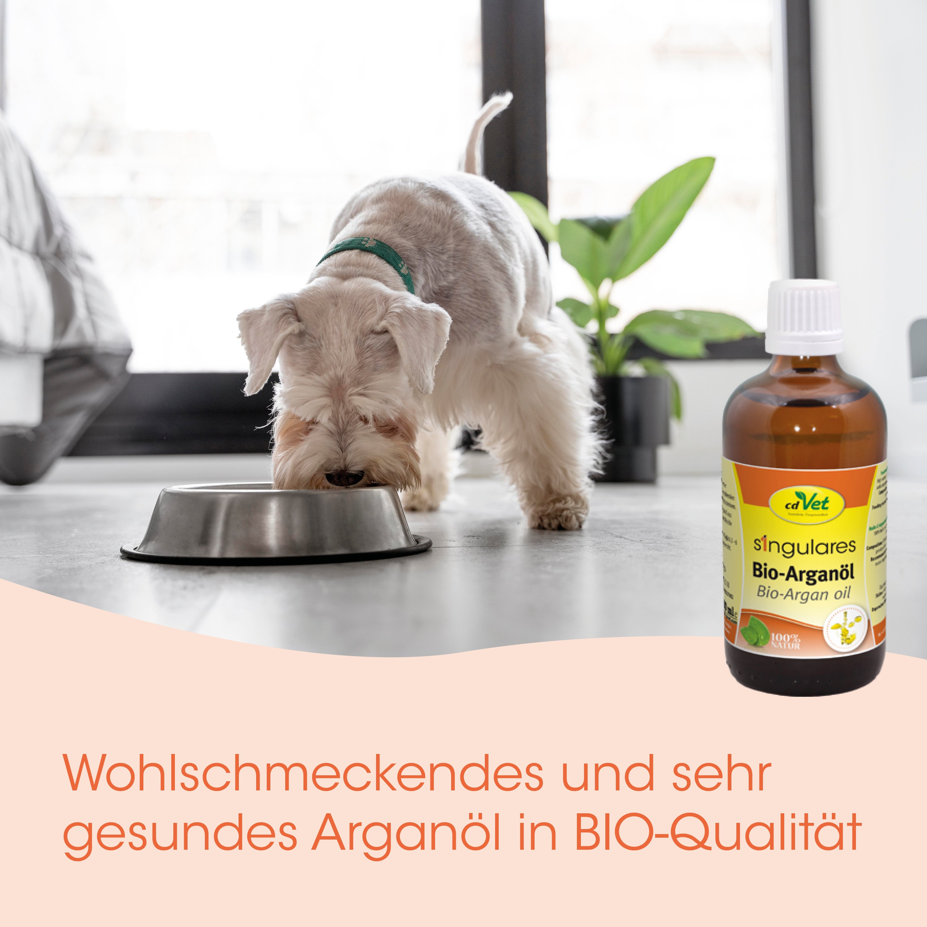 Hund, Napf, Tierfutter, Bio-Arganöl, Tierarztprodukt