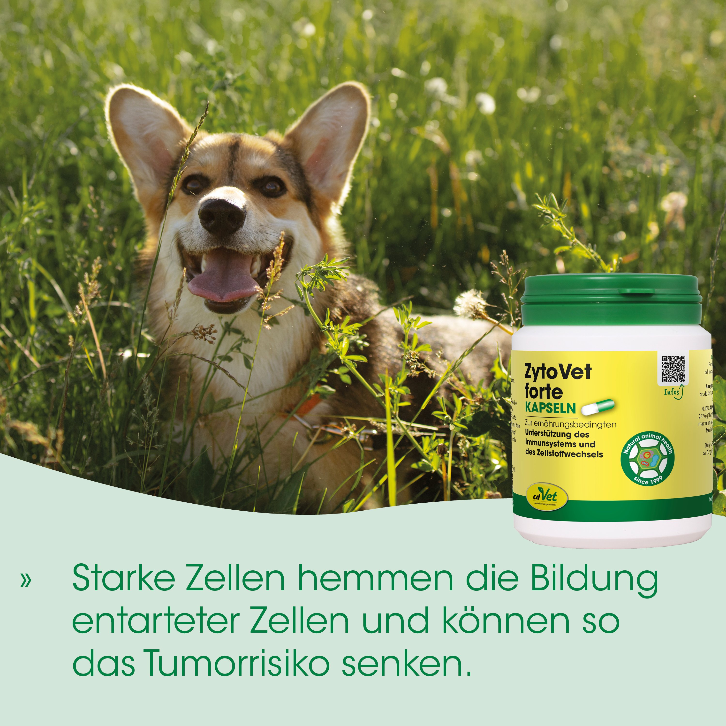 Hund, Tierarzt, Kapseln, Grün, Feld