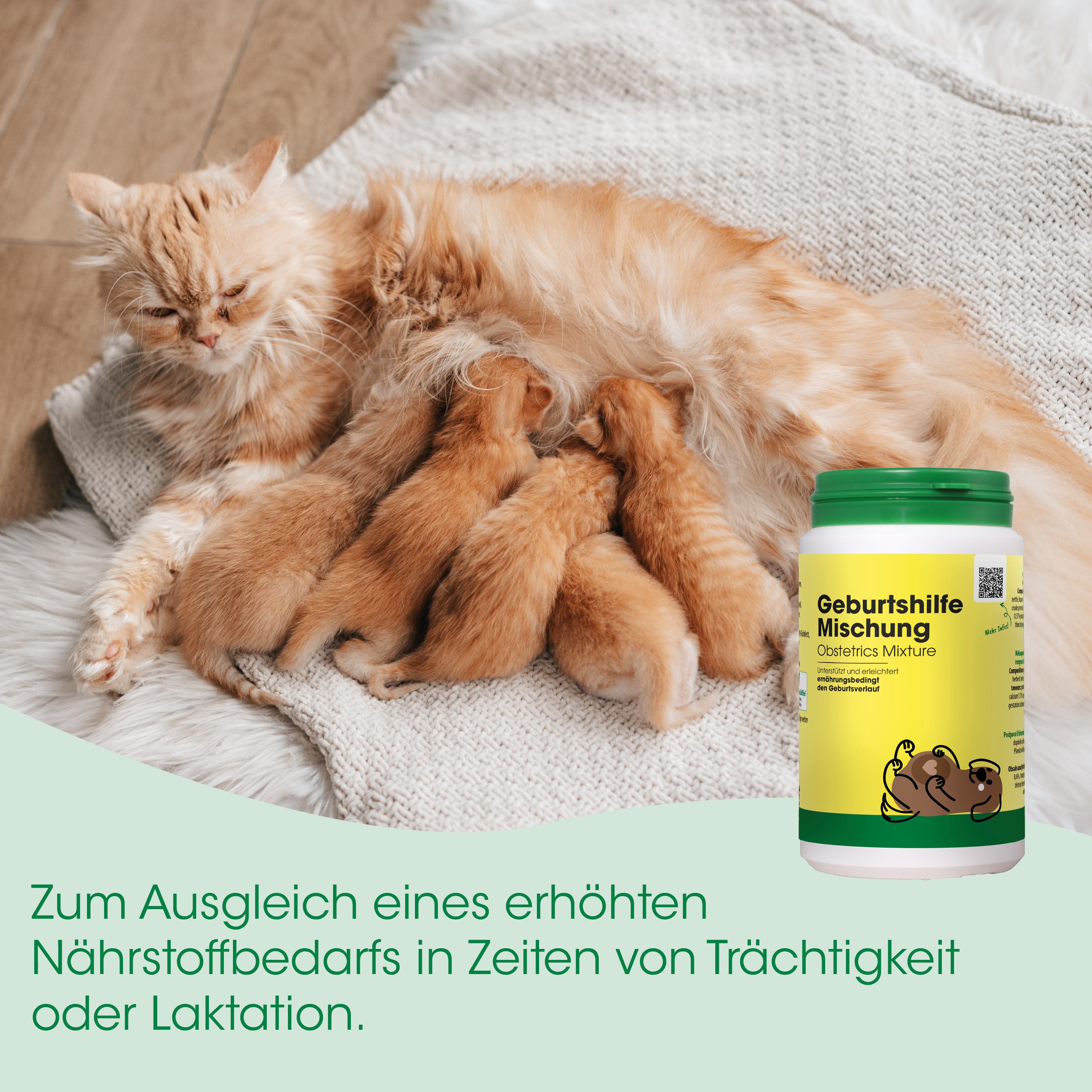 kittengeschwister, katze, kitten, futter, mischung