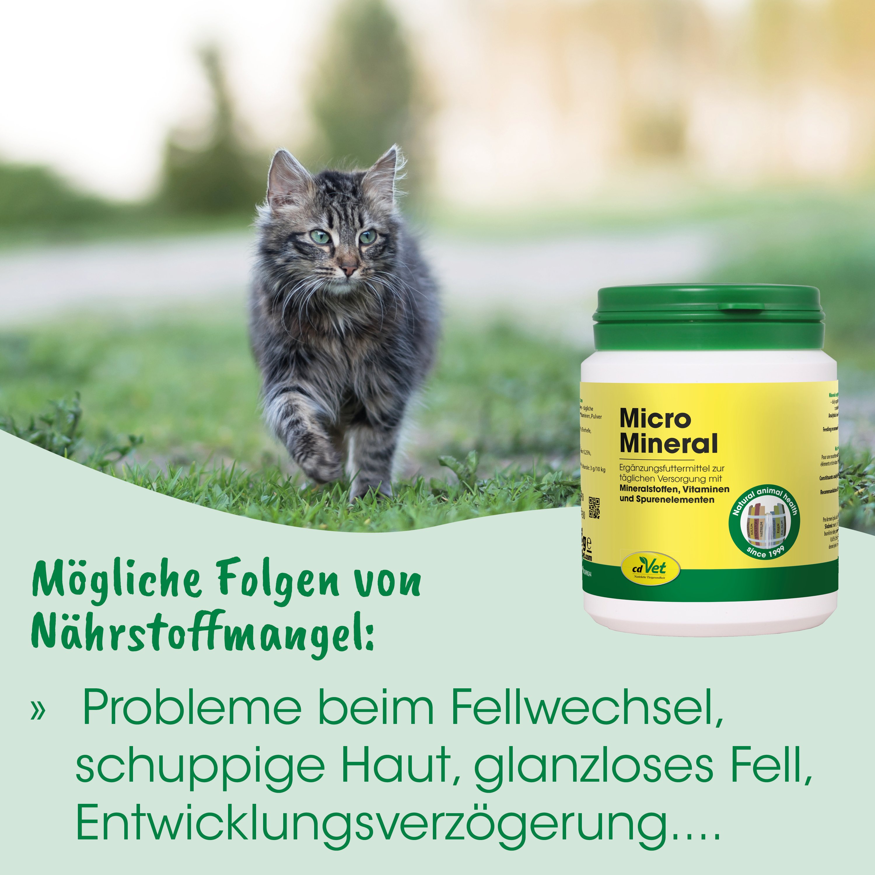 Katzengras, Katzennahrung, Vitaminzusatz, Mineralstoffe, Kunststoffdose