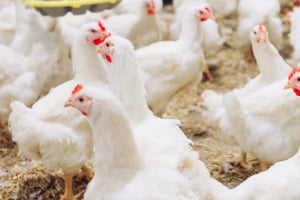 Tier, Vogel, Hühnchen, Geflügel, Henne